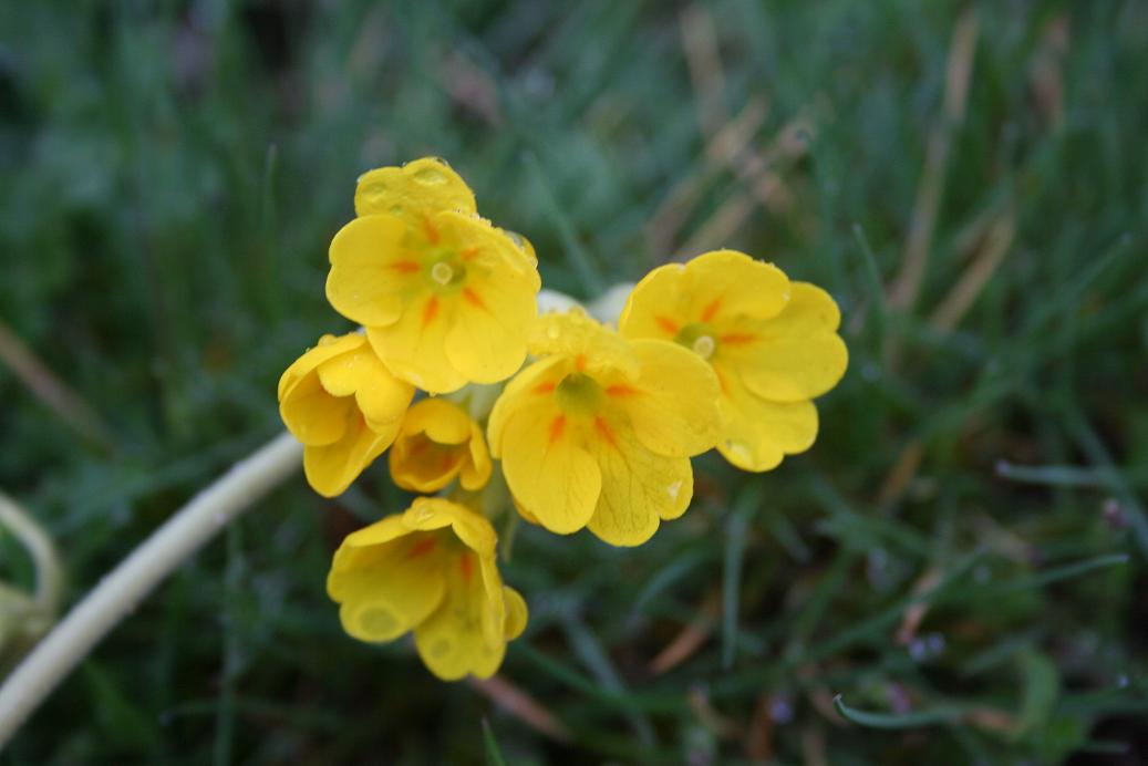 Primula veris / Primula odorosa